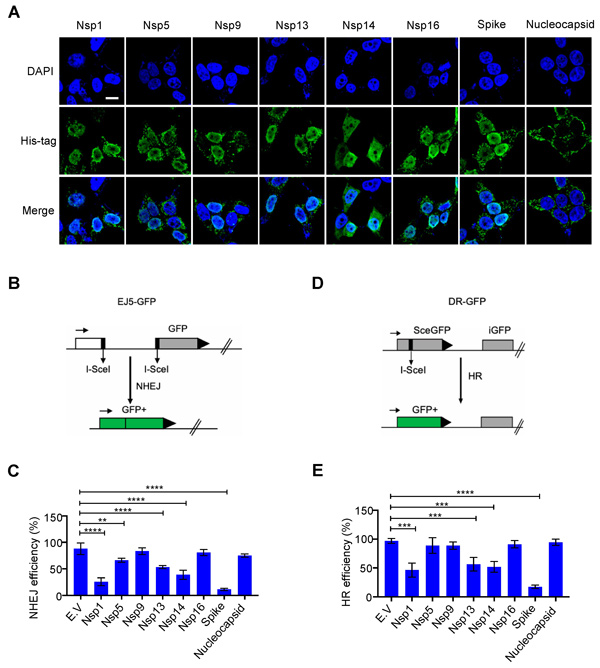 20220211_62067fb2be8d2 SCIENCE HORROR: Vaccine spike protein enters cell nuclei, suppresses DNA repair engine of the human body, will unleash explosion of cancer, immunodeficiency, autoimmune disorders and accelerated aging