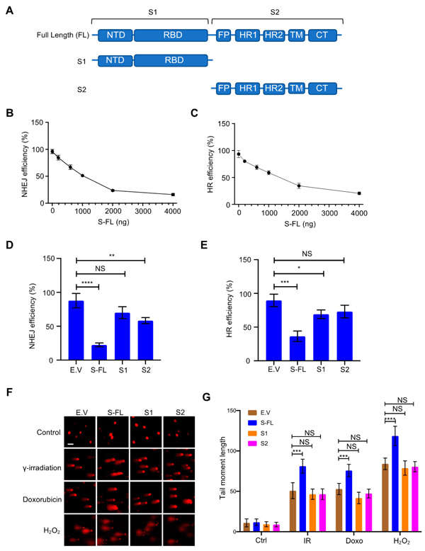 20220211_62067fb35a5d4 SCIENCE HORROR: Vaccine spike protein enters cell nuclei, suppresses DNA repair engine of the human body, will unleash explosion of cancer, immunodeficiency, autoimmune disorders and accelerated aging