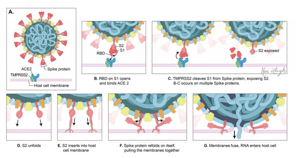 A SARS-CoV-2 particle enters a cell. First, a receptor binding domain on the spike protein opens. It attaches to a receptor on the human cell. Another protein, called "tempress," cuts part of the spike away. A spring-loaded protein inside the spike shoots onto the human cell, and pulls the virus inside.