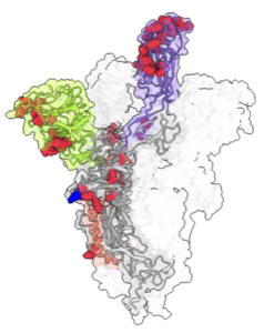 20220505_6273db30ef5f2 A deep dive on the evolution of COVID and its variants